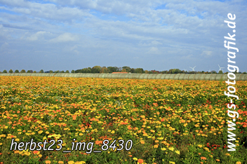 Bild in den Warenkorb legen