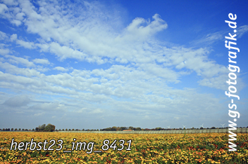 Bild in den Warenkorb legen