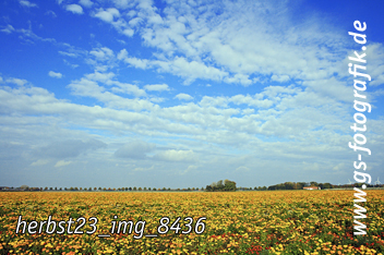 Bild in den Warenkorb legen