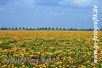 Bild in den Warenkorb legen