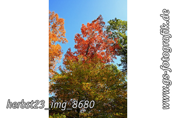 Bild in den Warenkorb legen