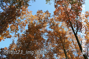 Bild in den Warenkorb legen