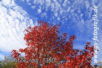 Bild in den Warenkorb legen