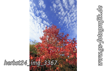 Bild in den Warenkorb legen