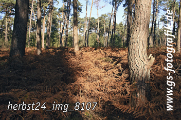 Bild in den Warenkorb legen