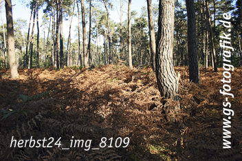 Bild in den Warenkorb legen