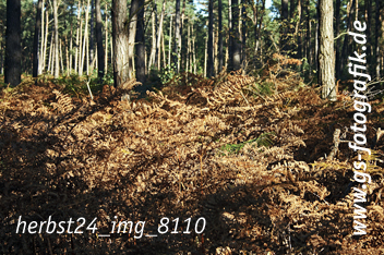 Bild in den Warenkorb legen