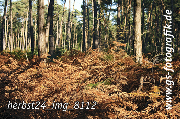 Bild in den Warenkorb legen