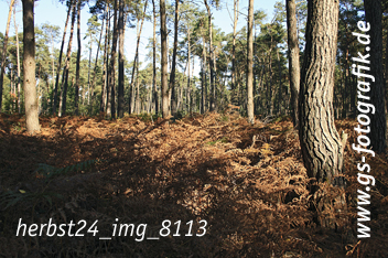 Bild in den Warenkorb legen