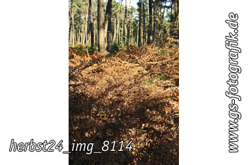 Bild in den Warenkorb legen