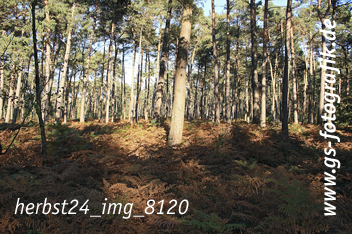 Bild in den Warenkorb legen