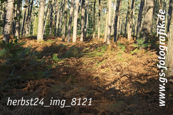 Bild in den Warenkorb legen