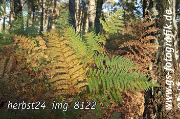 Bild in den Warenkorb legen