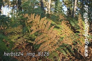 Bild in den Warenkorb legen