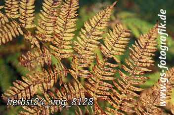 Bild in den Warenkorb legen