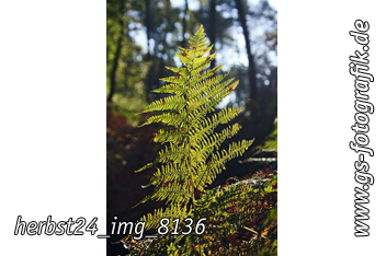 Bild in den Warenkorb legen