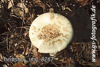 Bild in den Warenkorb legen