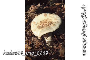 Bild in den Warenkorb legen