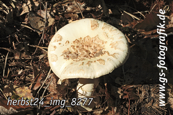 Bild in den Warenkorb legen