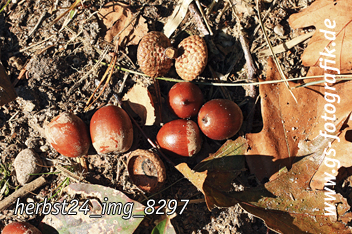 Bild in den Warenkorb legen