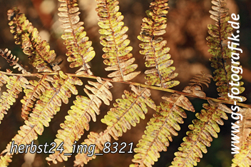 Bild in den Warenkorb legen