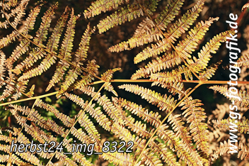 Bild in den Warenkorb legen