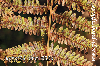 Bild in den Warenkorb legen