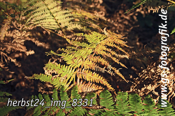 Bild in den Warenkorb legen