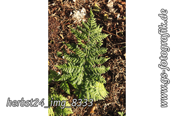 Bild in den Warenkorb legen