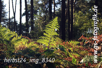 Bild in den Warenkorb legen