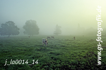 Bild in den Warenkorb legen Bild in den Warenkorb legen