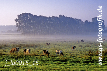 Bild in den Warenkorb legen Bild in den Warenkorb legen