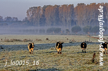 Bild in den Warenkorb legen Bild in den Warenkorb legen