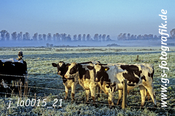 Bild in den Warenkorb legen Bild in den Warenkorb legen