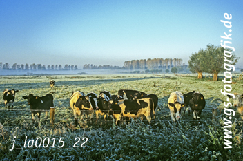 Bild in den Warenkorb legen Bild in den Warenkorb legen