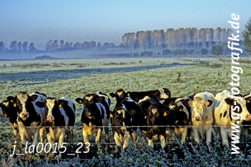 Bild in den Warenkorb legen Bild in den Warenkorb legen