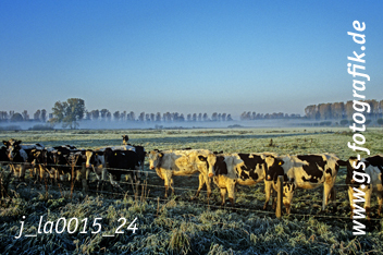 Bild in den Warenkorb legen Bild in den Warenkorb legen