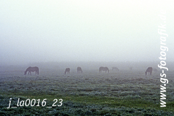 Bild in den Warenkorb legen Bild in den Warenkorb legen