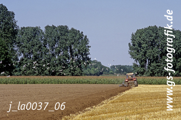 Bild in den Warenkorb legen