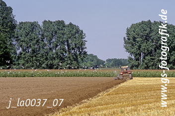 Bild in den Warenkorb legen