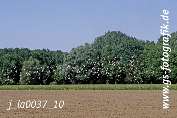 Bild in den Warenkorb legen
