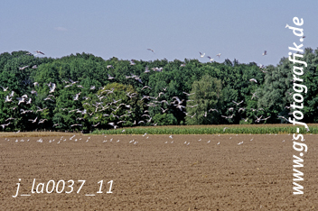 Bild in den Warenkorb legen