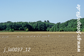 Bild in den Warenkorb legen