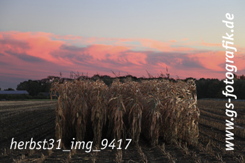 Bild in den Warenkorb legen