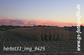 Bild in den Warenkorb legen