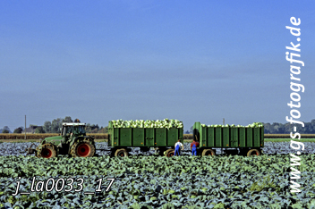 Bild in den Warenkorb legen