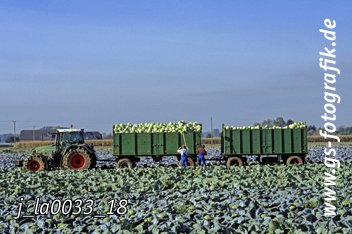 Bild in den Warenkorb legen