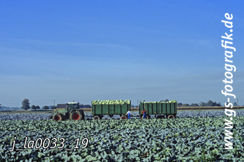 Bild in den Warenkorb legen