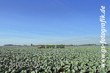 Bild in den Warenkorb legen