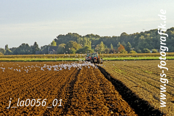 Bild in den Warenkorb legen